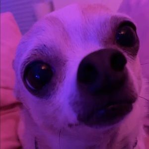 Meet your Posher, Ann